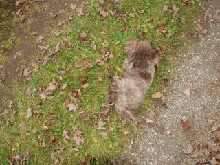2009-10-03_ntb_9607