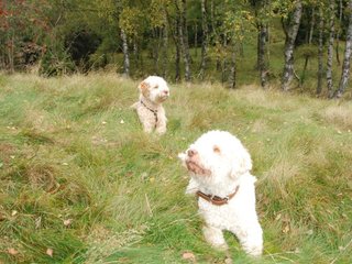 2009-10-03_ntb_9847
