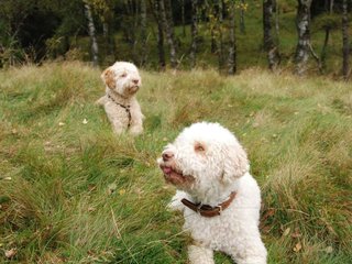 2009-10-03_ntb_9850