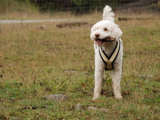2009-10-04_ntb_0217