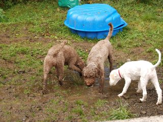 2009-10-04_ntb_0232