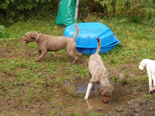 2009-10-04_ntb_0234