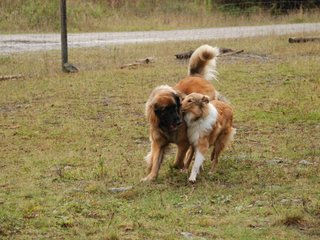 2009-10-04_ntb_0240
