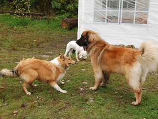 2009-10-04_ntb_0262