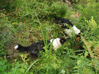 2009-08-14_ntb_4252