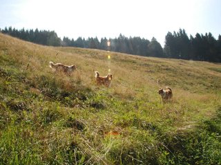 2009-08-15_ntb_4467