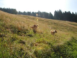 2009-08-15_ntb_4468