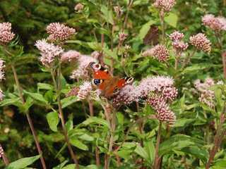 2009-08-15_ntb_4591