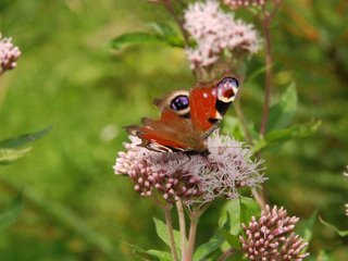 2009-08-15_ntb_4592