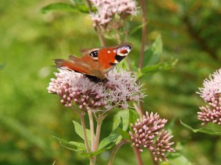 2009-08-15_ntb_4593