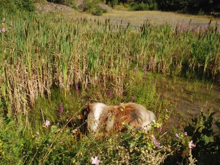2009-08-15_ntb_4885