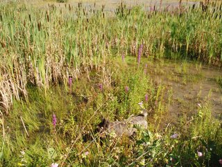 2009-08-15_ntb_4889