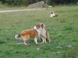 2009-08-15_ntb_5087