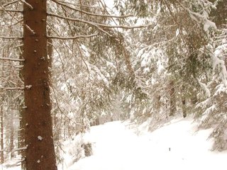 DSC_8100