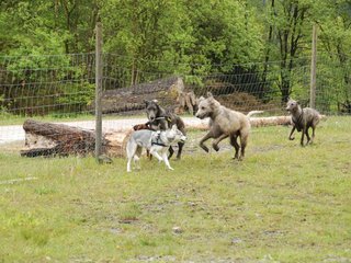 2010-05-30_ntb_0110