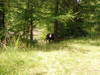 2009-08-22_ntb_6052