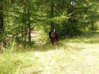 2009-08-22_ntb_6053