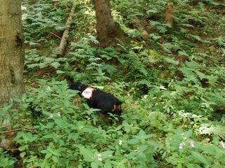 2009-08-22_ntb_6165