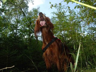 2009-08-22_ntb_6349