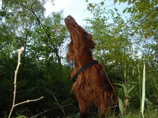 2009-08-22_ntb_6350