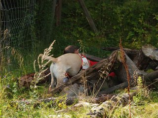 2009-08-23_ntb_6613