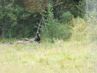 2009-08-23_ntb_7024