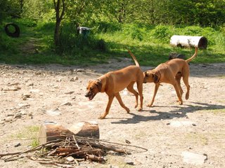 2010-06-04_ntb_0346