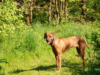 2010-06-04_ntb_0373