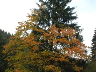 2009-09-20_ntb_8783