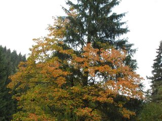 2009-09-20_ntb_8784