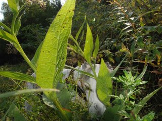 2009-09-20_ntb_8448