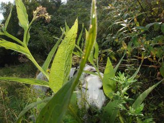 2009-09-20_ntb_8449